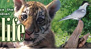 IndiaTiger Tours, Tiger Reserves India
